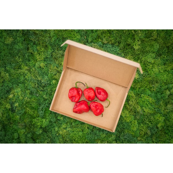 Habanero Red Savina čerstvé plody